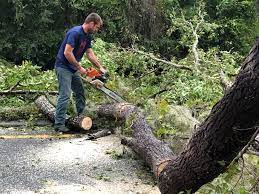 How Our Tree Care Process Works  in  New Lebanon, OH