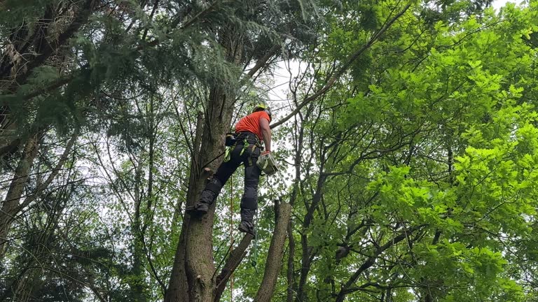 Professional  Tree Services in New Lebanon, OH